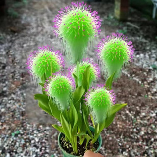 小樹盆栽 日式園藝造景四季驅蚊蟲 大花精靈花種子 四季開花 耐寒耐熱 稀有花卉種子微型盆栽矮化種子水培植物 室內植物