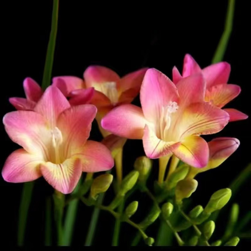 小樹盆栽 🔥香雪蘭種球🔥小蒼蘭（Freesia）精選大球根 鳶尾科多年生球根花卉濃香型花卉養一盆迷你盆栽水培植物