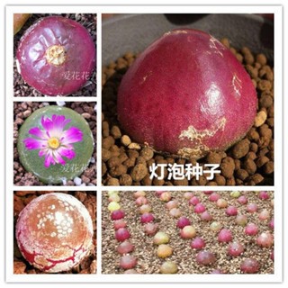 燈泡種子 Burgeri 番杏種子肉錐種子多肉植物盆栽花卉 愛花花卉