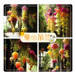 【愛上鮮花】【垂花吊蘭種球】濃香話室內外種植盆栽綠植驅蚊花卉 驅蚊蟲 易種 懶人花迷你種子 矮化盆栽桌迷你盆栽 袖珍小盆