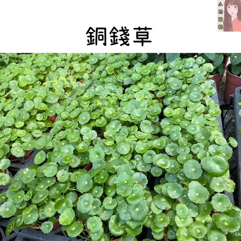 小花園藝 銅錢草 錢幣草 香菇草 /可水耕/土培 3-4吋盆 $50
