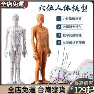 臺灣出貨🔥人體模型 人體模型人經絡穴位全身十二銅人模特圖練習小皮人 穴位人體模型 銅人模型 經絡模型