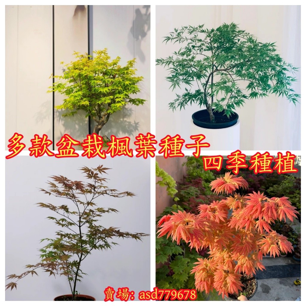獨立裝🌷『盆栽紅楓種子』四季可種 室內 紅楓 (種子) 黃金 楓 青 楓 藍 楓 (種子) 紫 衫 紅楓三角楓