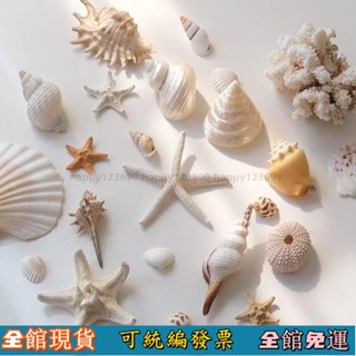 🔥臺灣熱賣🔥 海星貝殼海螺套裝ins拍照道具擺件飾品攝影道具拍照小道具背景 擺飾 海螺 背景 拍照道具 擺拍道具 貝殼