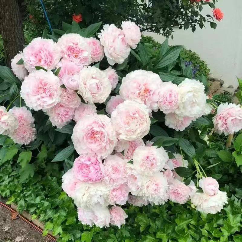 【愛上鮮花】矮化日式盆栽【芍藥】牡丹花新款多品種 花開富貴球莖好養易活 精選多年大根塊宿根多年生 富貴花客廳觀賞花卉种子