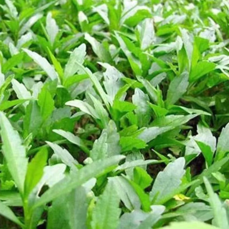 ✨野生馬蘭頭種子野菜籽四季播易種菜園陽台盆栽馬蘭頭蔬菜種子