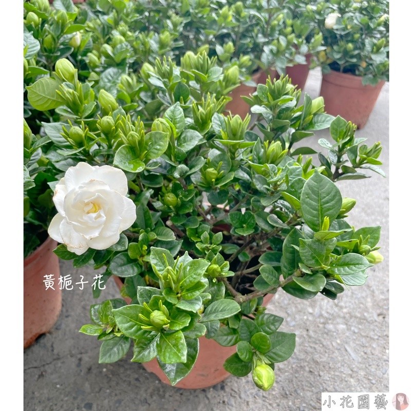 梔子 小品盆栽 小品盆栽-梔子花盆景送禮野趣小品盆栽Rustic Charm