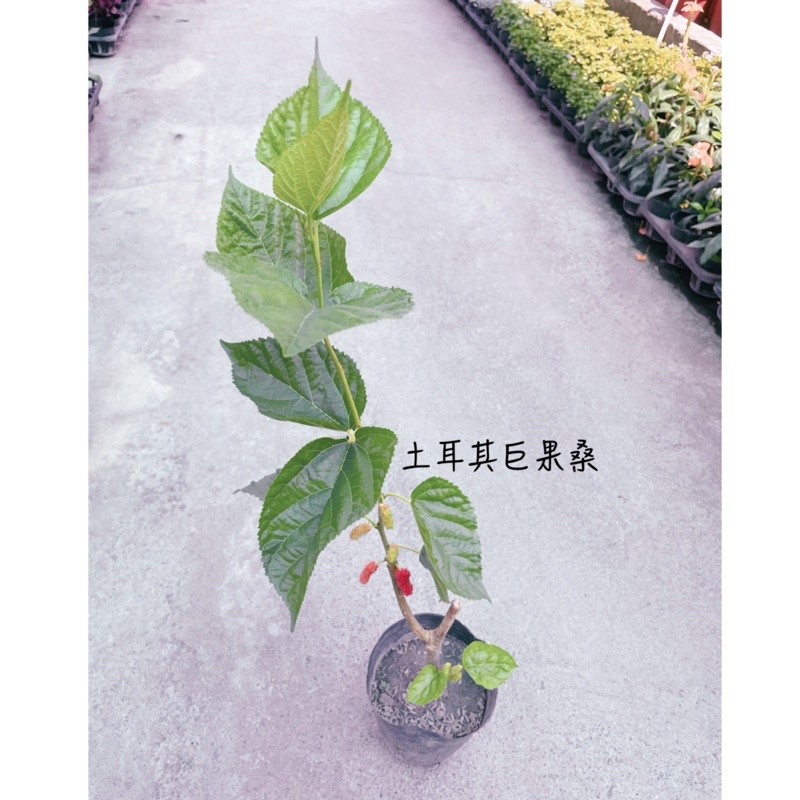 小花園藝 土耳其巨果桑 桑椹 3吋袋苗 $240
