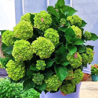 【愛上鮮花】日式園藝造景新手易種繡球花種子 易活盆栽植物木繡球八仙花種子四季開花微型盆栽矮化種子