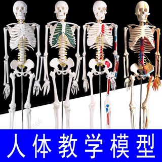 ❤️剪刀❤️85cm170人體骨骼模型//骨架大白成人骷髏教學脊椎全身骨頭醫用小白XBNBSA
