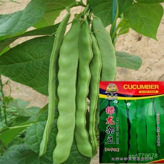 獨立裝🥦【多款豆角種子】綠龍架豆種子四季易種早熟大寬蕓豆四季豆種籽陽臺盆栽蔬菜種子