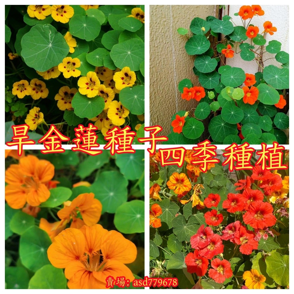 獨立裝🌷『旱金蓮種子』旱金蓮爬藤垂弔觀賞花卉植物種子 四季種子易種易養活 四季多年生盆栽種子