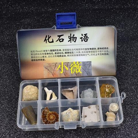 (小微精選小鋪）化石標本 遠古生物標本 天然古生物化石盒 三葉蟲化石 植物魚蟲化石標本 生物琥珀化石頭 兒童玩具禮物 淘
