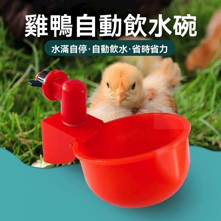 雞鴨飲水器 雞 鴨 側面固定式 水滿即停 小鴨 小雞 蛋雞 肉雞雞用 自動飲水器 單水杯碗口設計 養殖場