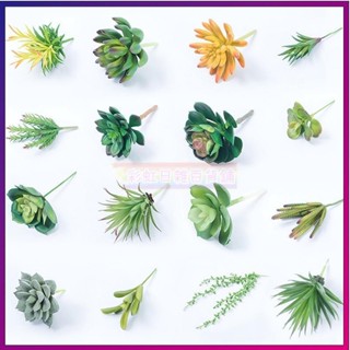🌺滿額免運🌺幹燥花 假花 仿真花植物模擬多肉植物模擬盆栽放生多肉植物仙人掌裝飾植物模擬草放生植栽人造花裝飾花居家裝飾