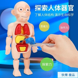 熱賣！人體器官模型擺件 早敎益智玩具 兒童啟智科敎人體器官模型 擺件 DIY拚裝 STEAM醫學早敎益智玩具 ty2