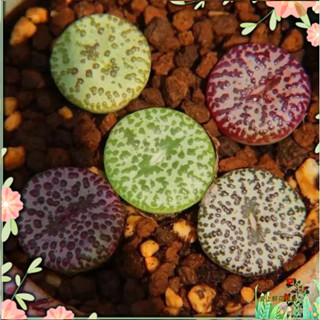 番杏多肉植物種子紅燈泡鴿子蛋安貞勛章碧光環小兔子冰花小兔子燒賣唐扇小紅嘴多肉種子花卉大全兮兒花坊 愛上鮮花園藝