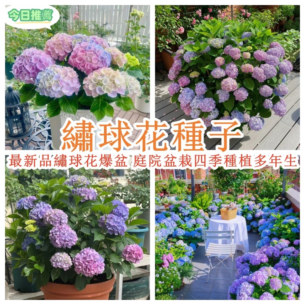 繡球花種子 爆盆無盡夏繡球種籽 多年生花籽家庭盆栽庭院四季種植