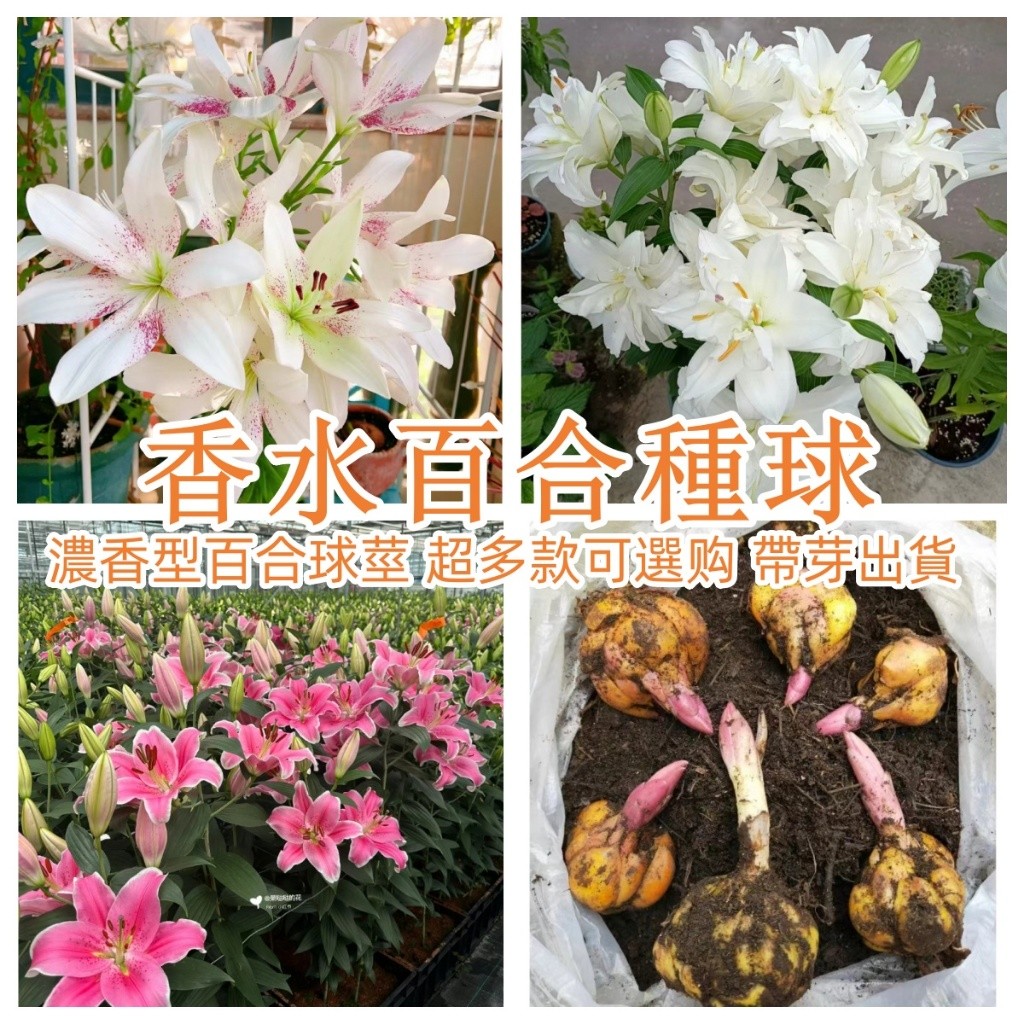 【香水百合種球】新品進口大球 濃香型百合花球莖 超多顏色可選 耐寒易種植 百合花苗帶芽發貨