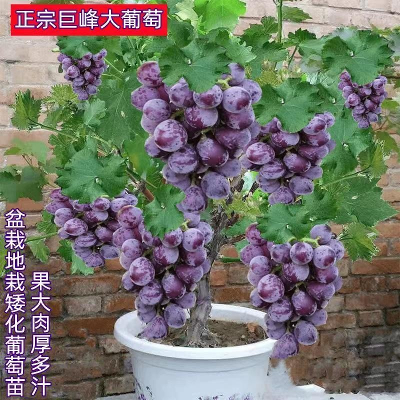 矮化新品種無籽陽光玫瑰葡萄樹苗耐寒南北方盆栽地栽陽臺種植當年結果 果大超甜 四季播種 超優惠 口感極佳水果超甜