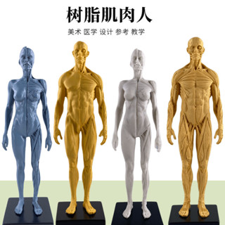 30cm藝用人體模型 肌肉骨骼解剖人體結構美術模型 CG繪畵鵰塑敎學