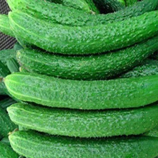 獨立裝🥦『蔬菜種子』四季播種蔬菜菜籽 易播種易養活 陽臺庭院盆栽種植 辣椒 生菜 白菜