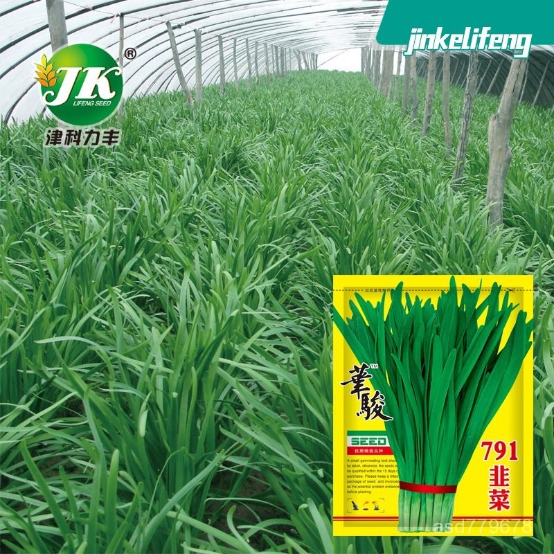 獨立裝🥦華駿791韭菜種子農家老品種韮菜種籽白根細葉四季播蔬菜種孑籽種