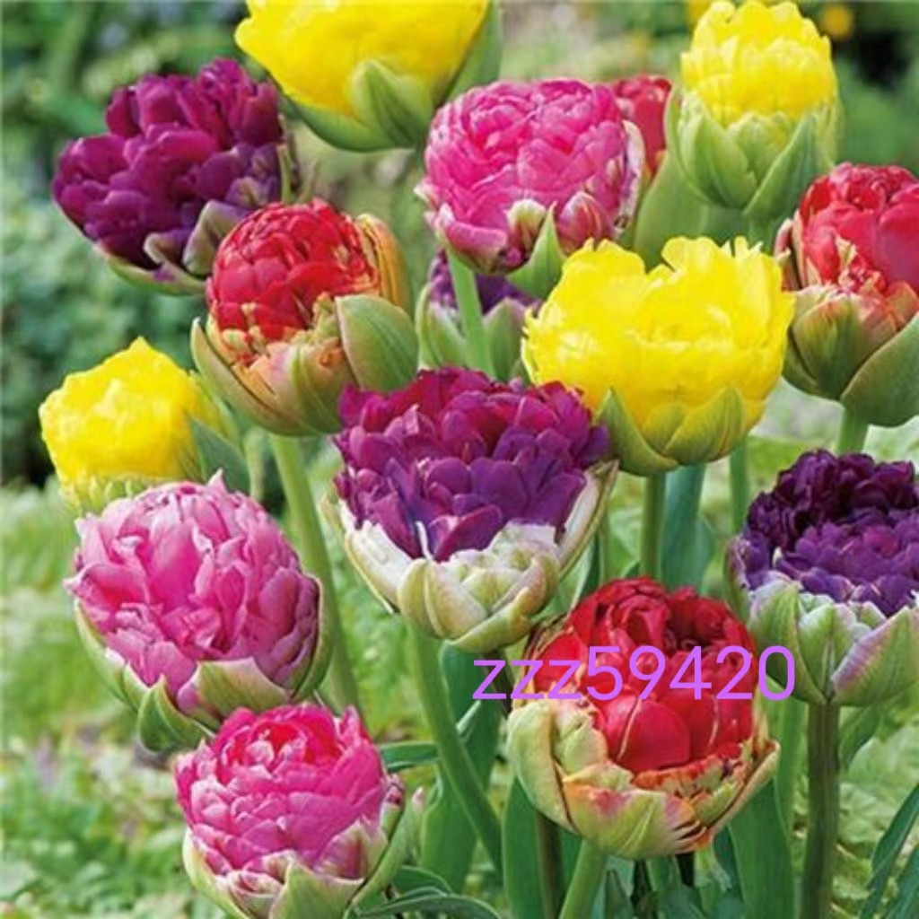 ✨新品稀有品種冰淇淋郁金香種子重瓣種球水仙室内陽台四季開花花卉存活率100%新手好養