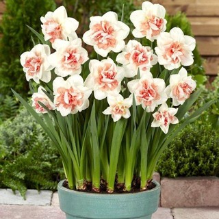 【愛上鮮花】當季開花 100%發芽 水仙花種球盆栽水養植物室內水培四季開花洋水仙花種子 迷你盆栽 袖珍小盆栽 桌上綠植