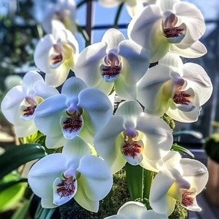 爆款 濃香花耐寒 盆栽地栽辦公室錄植 當年開花 花卉大全蘭花 年宵花 種子發芽高