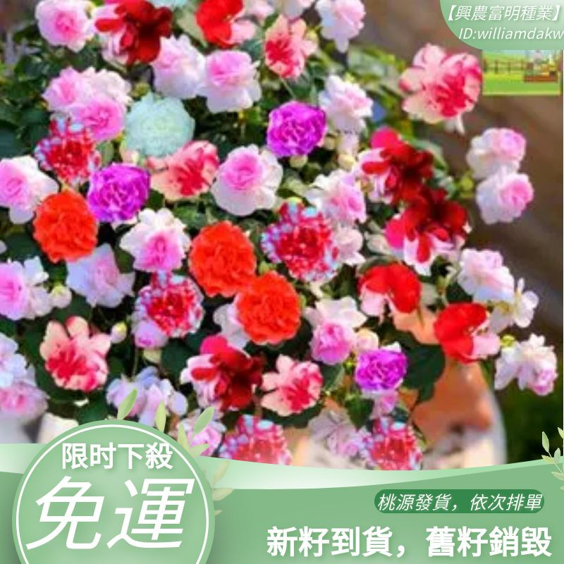 重瓣茶花七彩鳳僊花種子小鳳僊花手指甲花種子盆栽四季開花花種子