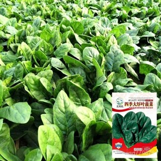 獨立裝🥦大葉菠菜種子四季易種菠菜籽抗病耐熱耐寒越冬蔬菜種子批發6剋