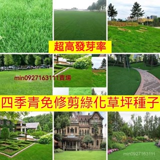 🔥🔥🔥【超高發芽率】草坪種子四季青免修剪綠化草皮草籽庭院別墅護坡草種子小區綠化矮生種子耐踐踏地毯草耐乾旱草籽操場草坪種子