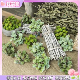 ✨仿真植物 迷你多肉植物模擬盆栽仿生植物人造植物景觀家庭辦公室酒店裝飾假植物園林植物展示模擬植栽模擬蕨類模擬