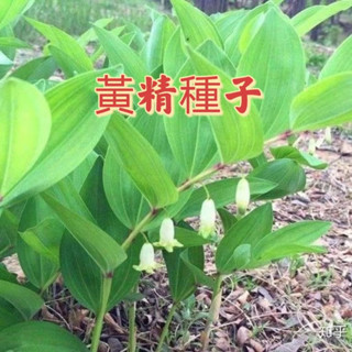 🌷【黃精玉竹種子】 中藥材種子 萎地管子尾參鈴鐺菜 藥食同源 玉竹種子