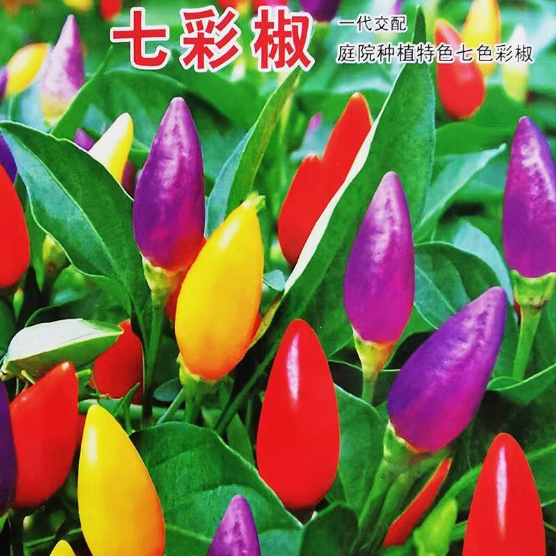 種子 七彩辣椒種子五彩辣椒種子農家蔬菜陽臺盆栽田園種植種子朝天椒/種籽蔬菜