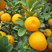 金蛋蜜桔 8吋 嫁接苗 水果苗 超大顆金桔