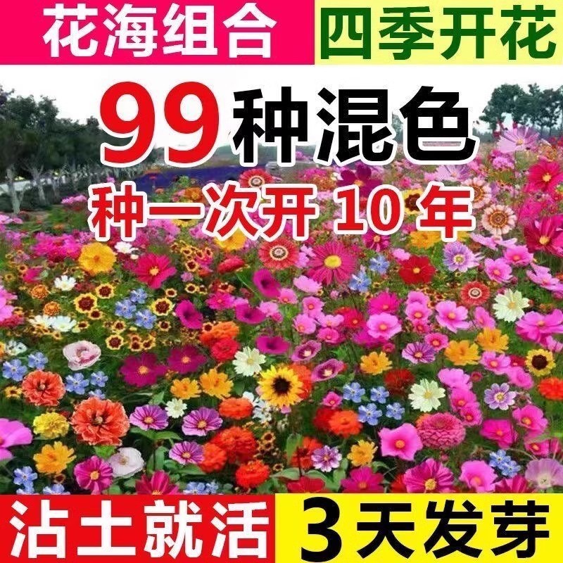 🔥臺灣出貨🔥野花組閤花種子波斯菊花籽四季開花多年生太陽花種室外嚮日葵種籽