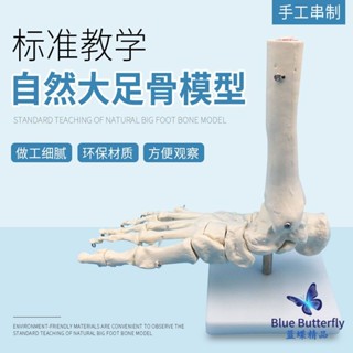 包郵!腳掌骨骼模型 足骨模型 成人腳掌關節功能模型 人體腳關節無韌帶人體模型 教學 模型 穴位 關節骨架 模具