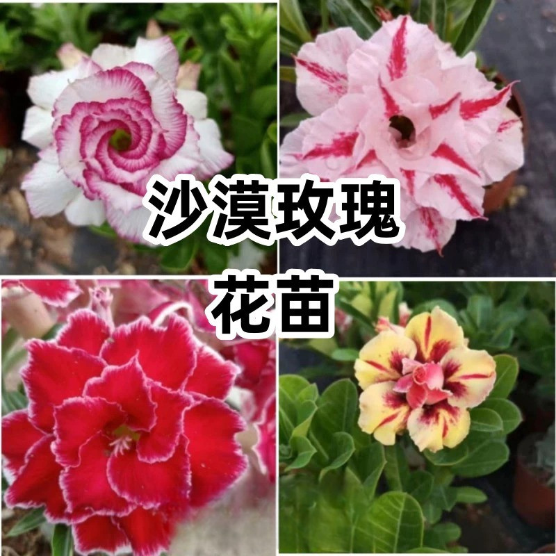免運大熱銷【沙漠玫瑰花、花苗】沙漠玫瑰花 重瓣多色 四季種植 盆栽花卉綠植 室内外庭院陽臺耐熱耐陰