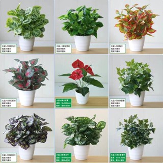 滿額免運 模擬花草綠植物盆栽室內外裝飾綠蘿塑膠藝術花家居桌面紅掌花擺件