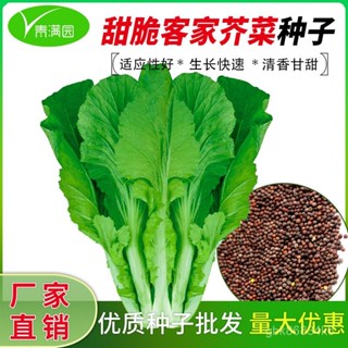 🔥批發四季客家芥菜種子甜芥菜大寬葉夏秋農家菜園青菜蔬菜種籽 XVOO