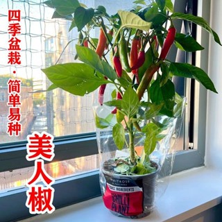 蔬菜種子💖摘不敗美人辣椒種長辣椒種子特色紅尖椒特香辣四季盆栽蔬菜種籽 陽臺菜種