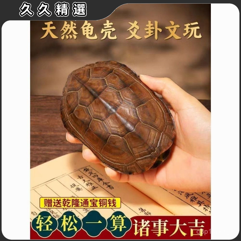 台灣熱賣天然完整真龜殻幹凈無味六爻龜殻把玩龜殻中華草龜殻手把件