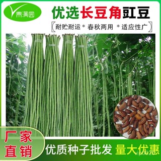 ✨特長豆角摘不敗豇豆種子 春秋庭院田園易種 蔬菜綠條四季豆種籽