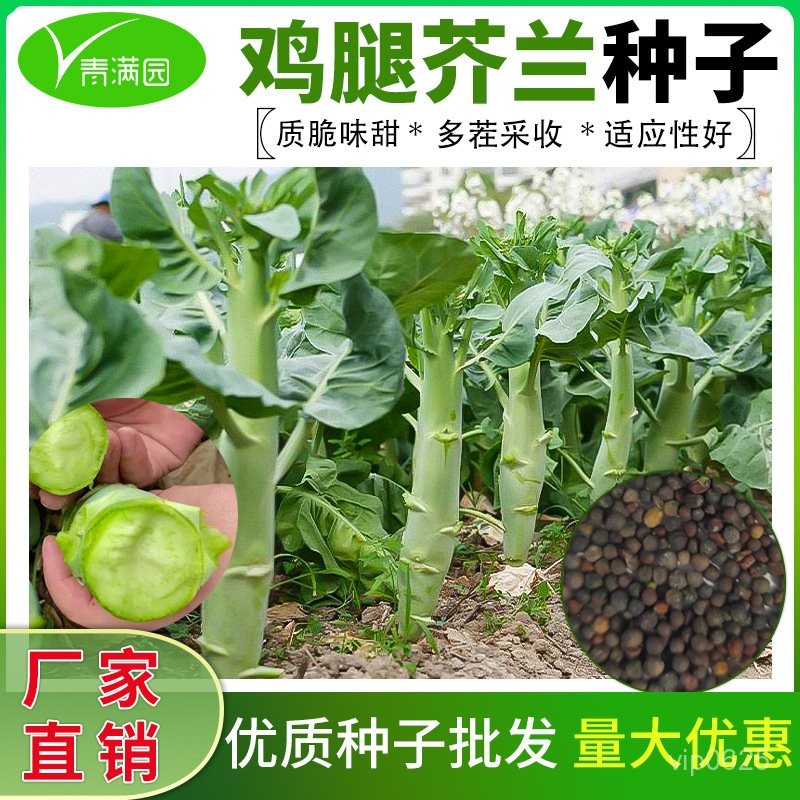 ✨雞腿芥蘭種子 農田菜地蔬菜陽臺盆栽四季耐寒脆甜芥蘭籽