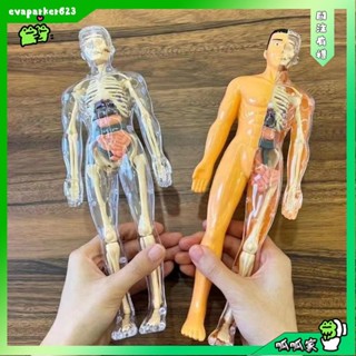 [呱呱家]🐸3d人體軀幹模型,塑膠透明科學認知益智玩具,蒙臺梭利教育玩具施工兒童骨架模型生日兒童禮物