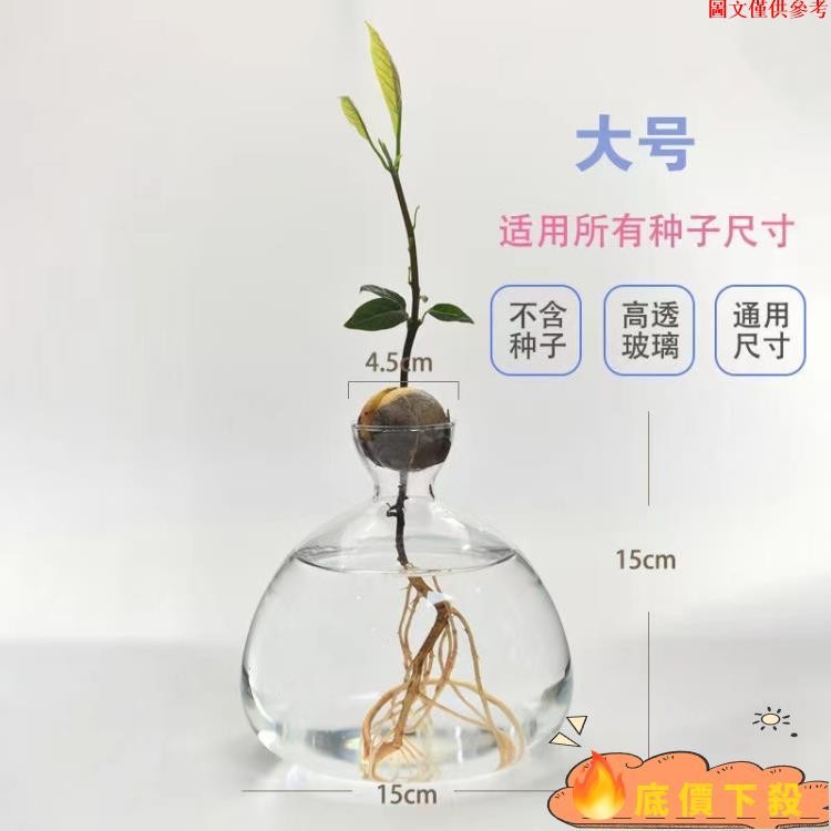 🎉熱銷新品🎉【熱銷】酪梨水培花瓶日式牛油果花盆專用容器皿 大號園藝插花 透明種植瓶子 迷你復古玻璃盆栽 種子水根花器