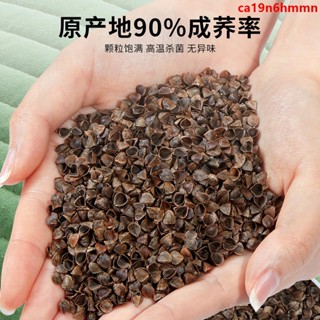 【蝦皮精選】全蕎麥枕頭 單人 助睡眠 護頸椎 專用枕芯家用宿舍一對裝可拆洗棉枕套