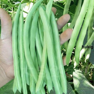 🔥四季豆種子🔥 一份50粒 高產早熟有架 爬藤蔬菜種子 四季播 白芸豆 豆角種子 紅花無筋四季豆種子